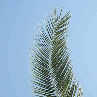 狂野飙客无限金币版