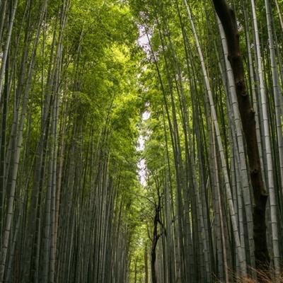 财通多策略升级混合(LOF)C净值上涨4.58%